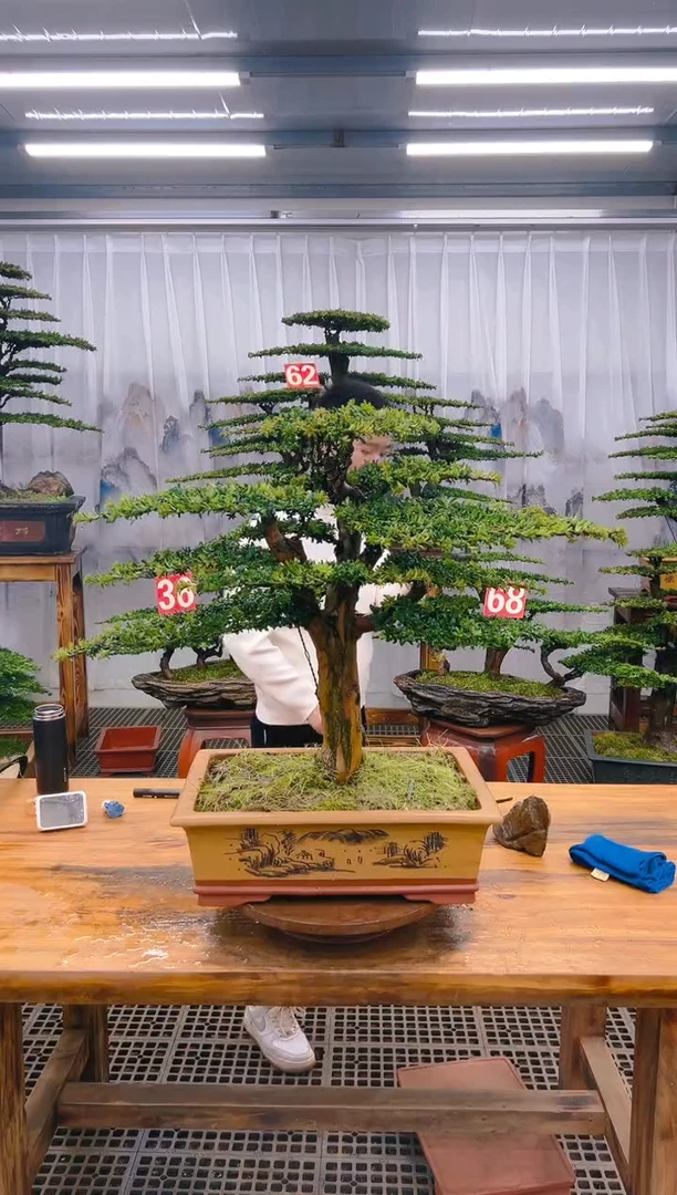 【闪购商品】紫砂精品盆景直播间一物一拍