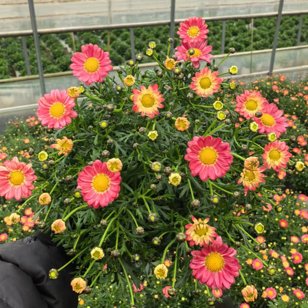 150盆玛格丽特盆栽花苞阳台庭院多年生雏菊四季花卉开花植物耐寒