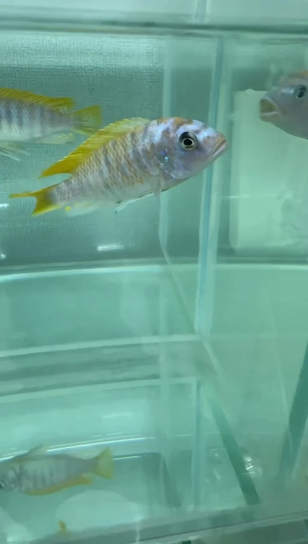 慈鲷鱼mbj斑马mc