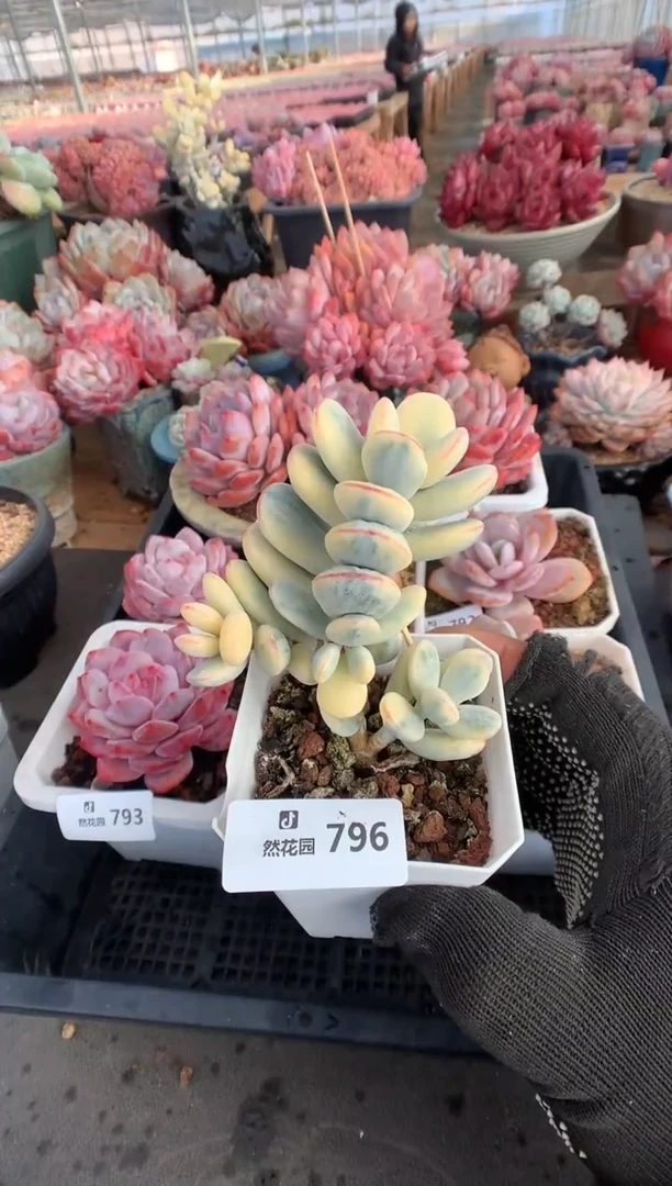 796乒乓福娘锦多肉植物一物一拍