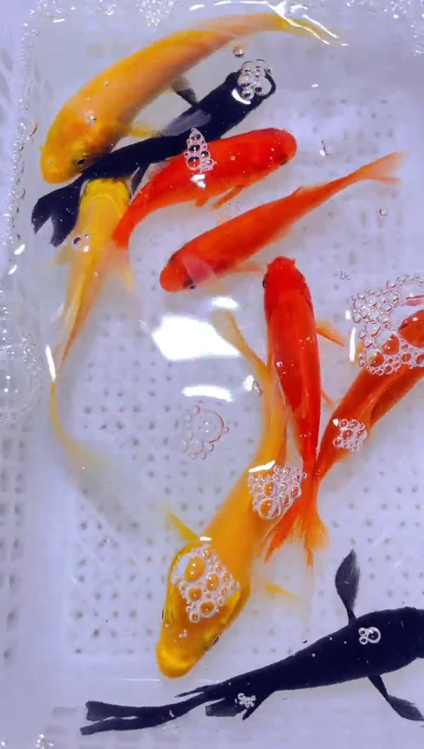 锦鲤黄3红3黑2白1