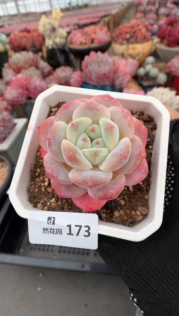 173糖心多肉植物一物一拍