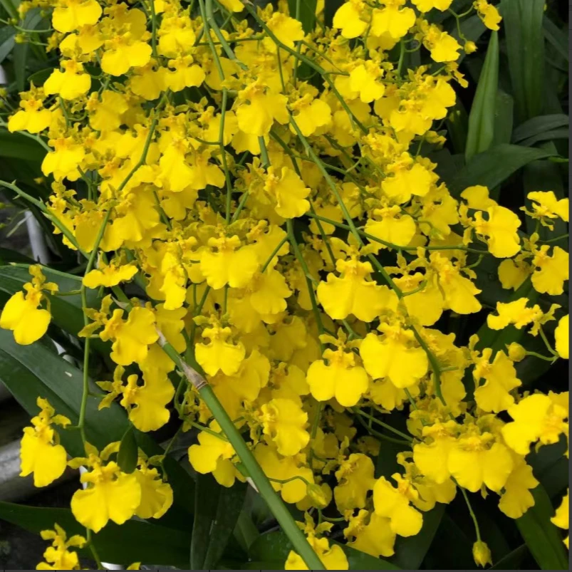 跳舞兰文心兰盆栽顺丰包邮植迷不误贵州基地直发