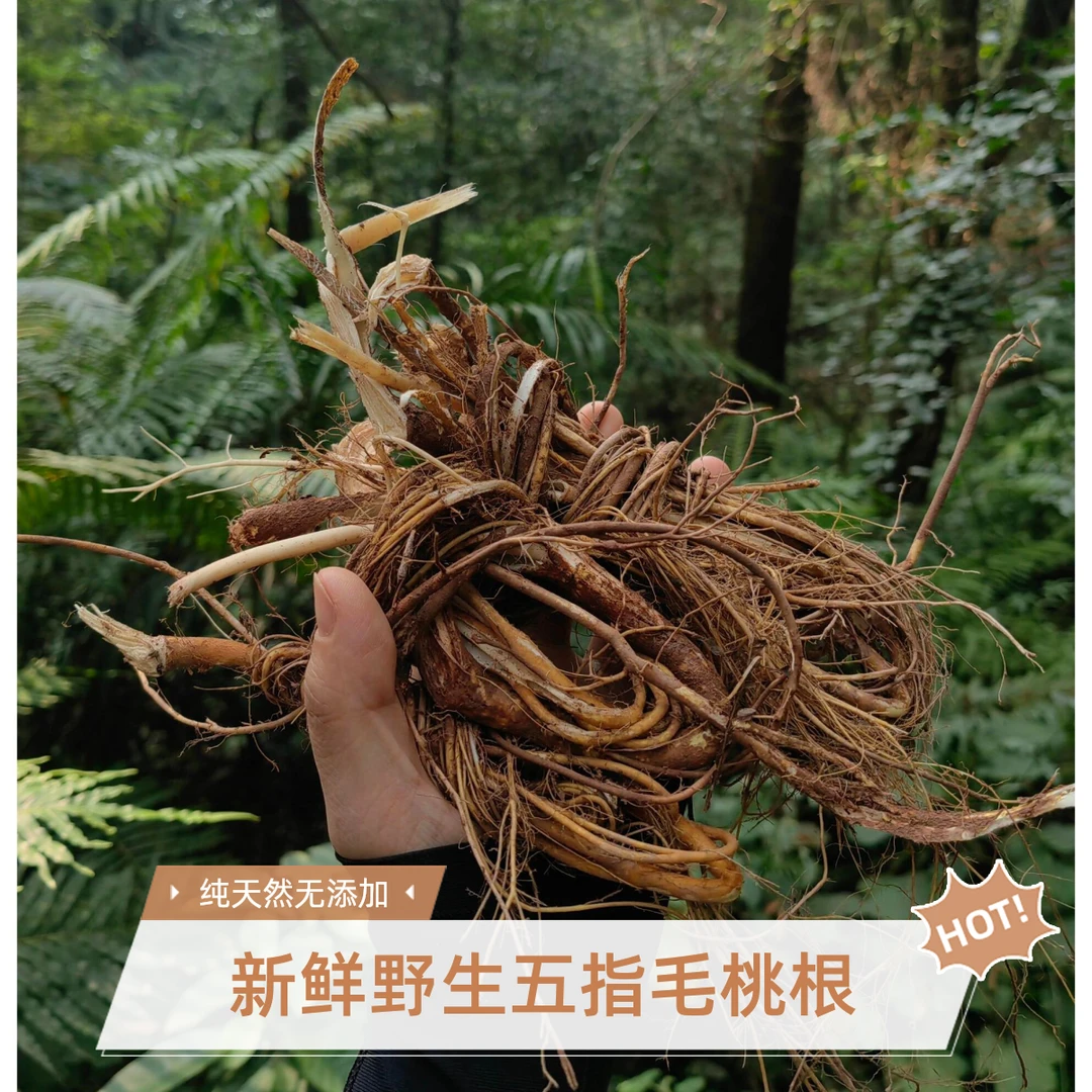 100%正宗野生五指毛桃根新鲜采挖