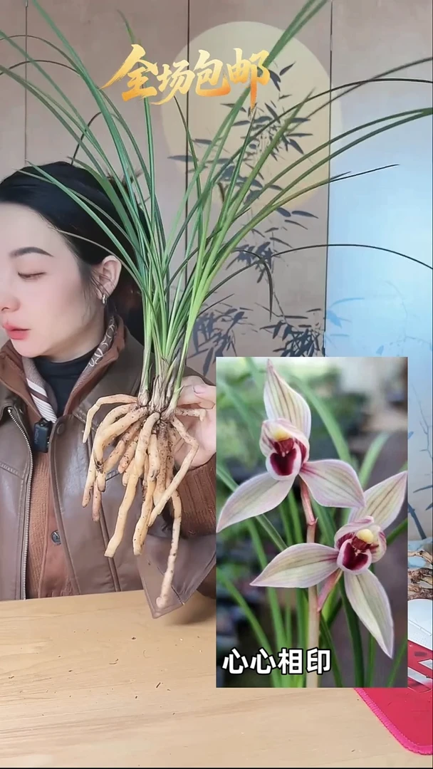 当前无花栽培后可以开花：心心相印