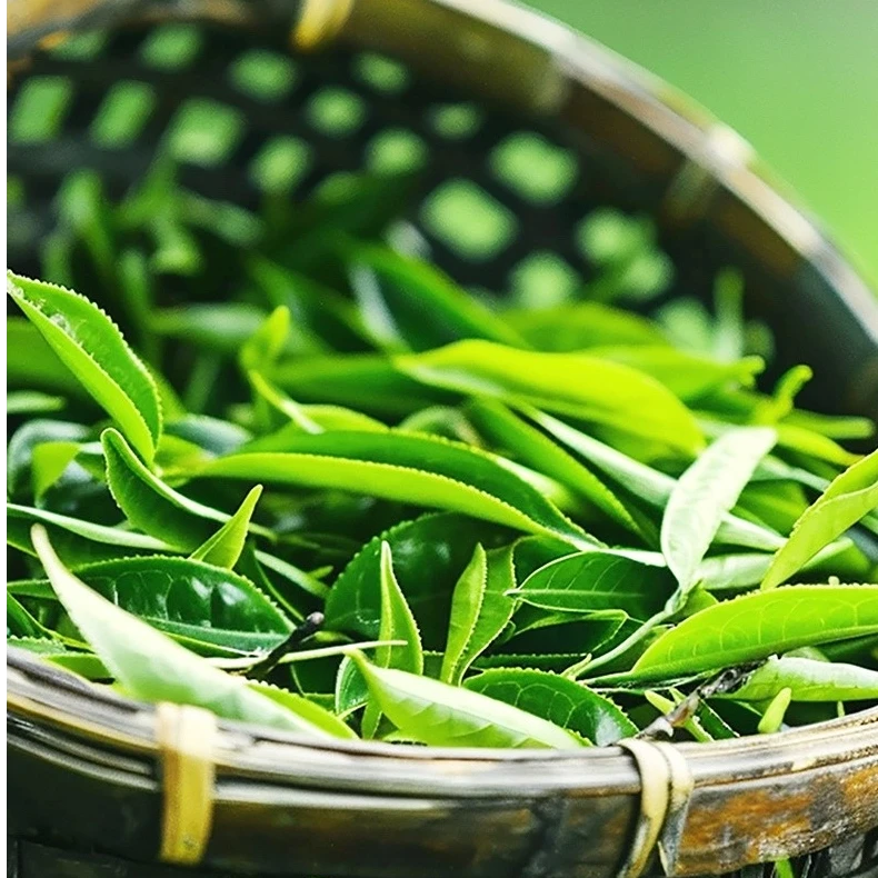 2025一级嫩芽浓香型耐泡绿茶贵州毛尖炒青工艺板栗香回甘