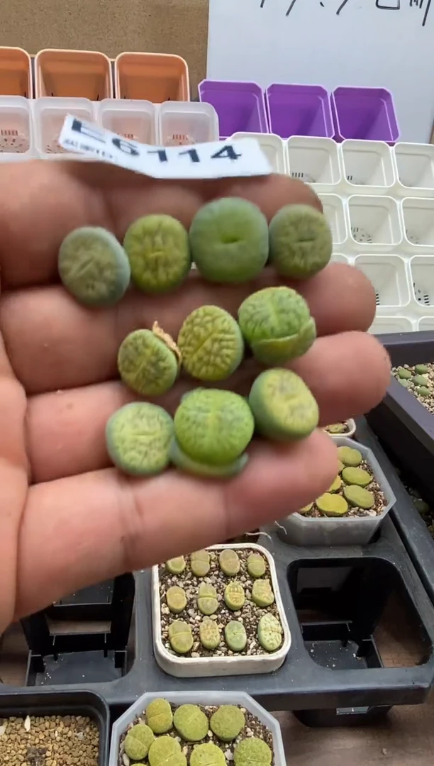 剁***子6114直播间一物一拍