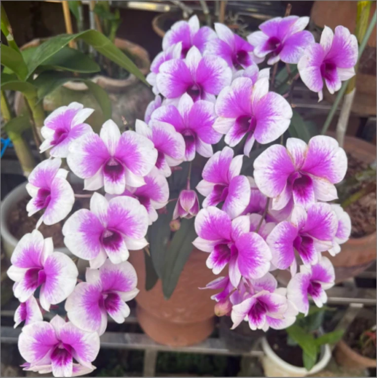 粉黛秋石斛爆花耐寒好养花期长云南鲜花绿植