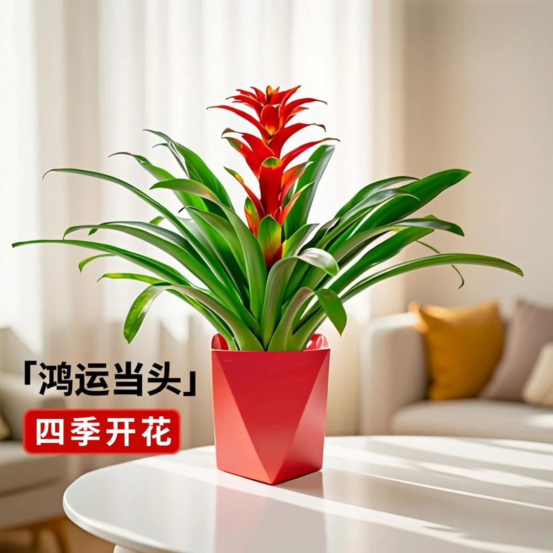 鸿运当头盆栽花卉凤梨四季室内开花客厅植物懒人福音