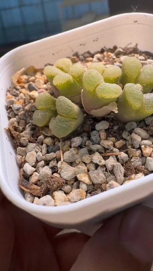 美丽的肉石头9-558