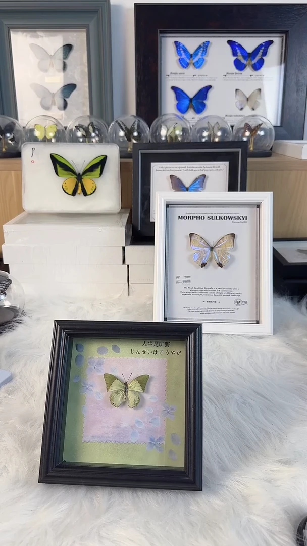 天然真蝴蝶相框标本