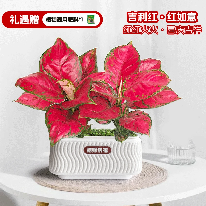 【吉利红】红如意绿植盆栽室内客厅办公好养懒人盆红色植物美化鲜活
