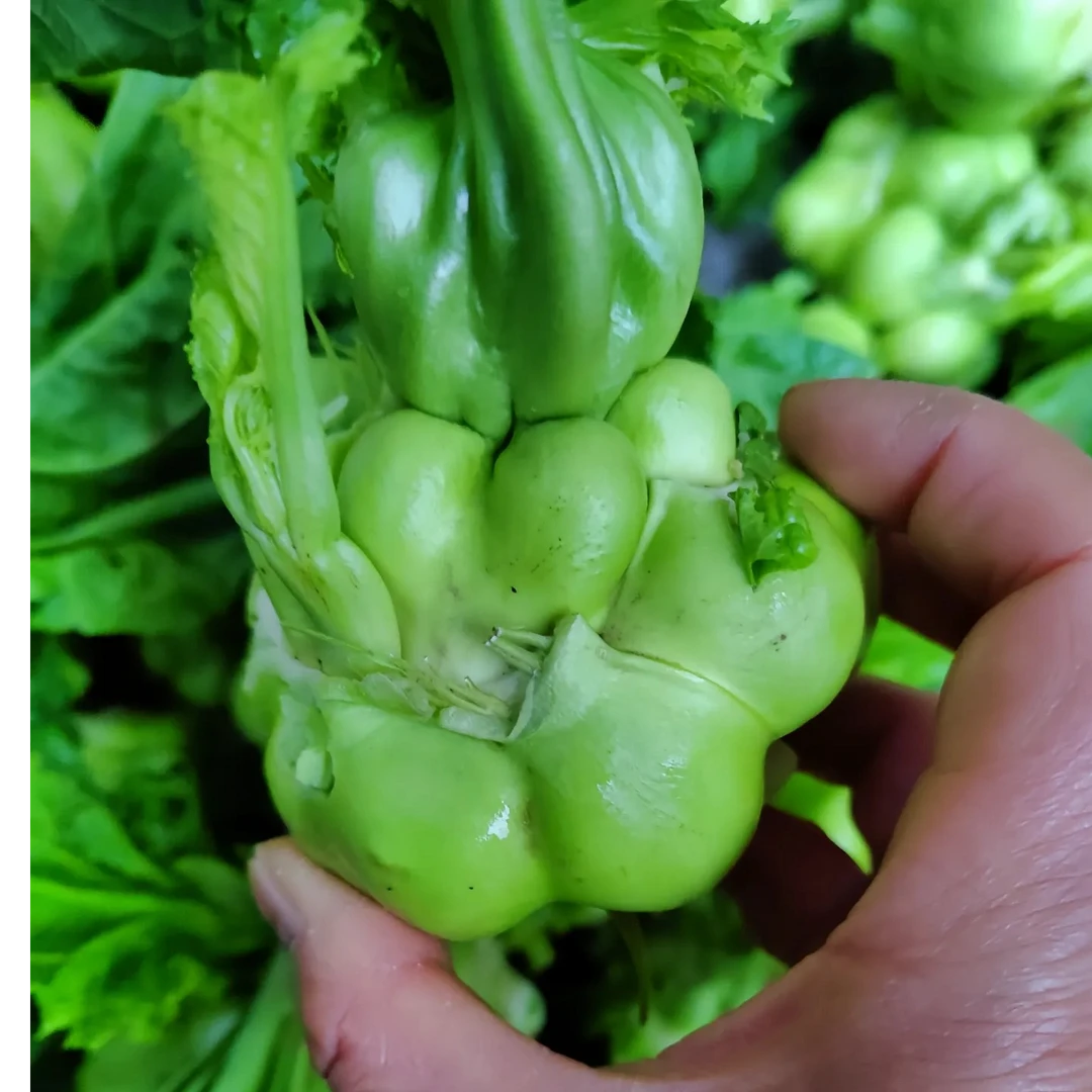 【大头菜】自家种植，炒肉干锅可做酸菜营养美味