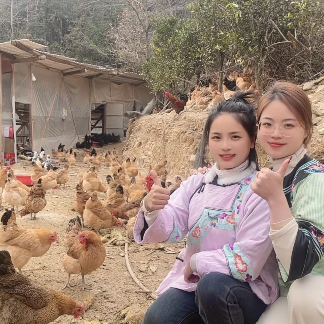 湘西塘坝冲正宗原生态散养一年半老土鸡现杀（保质保量）