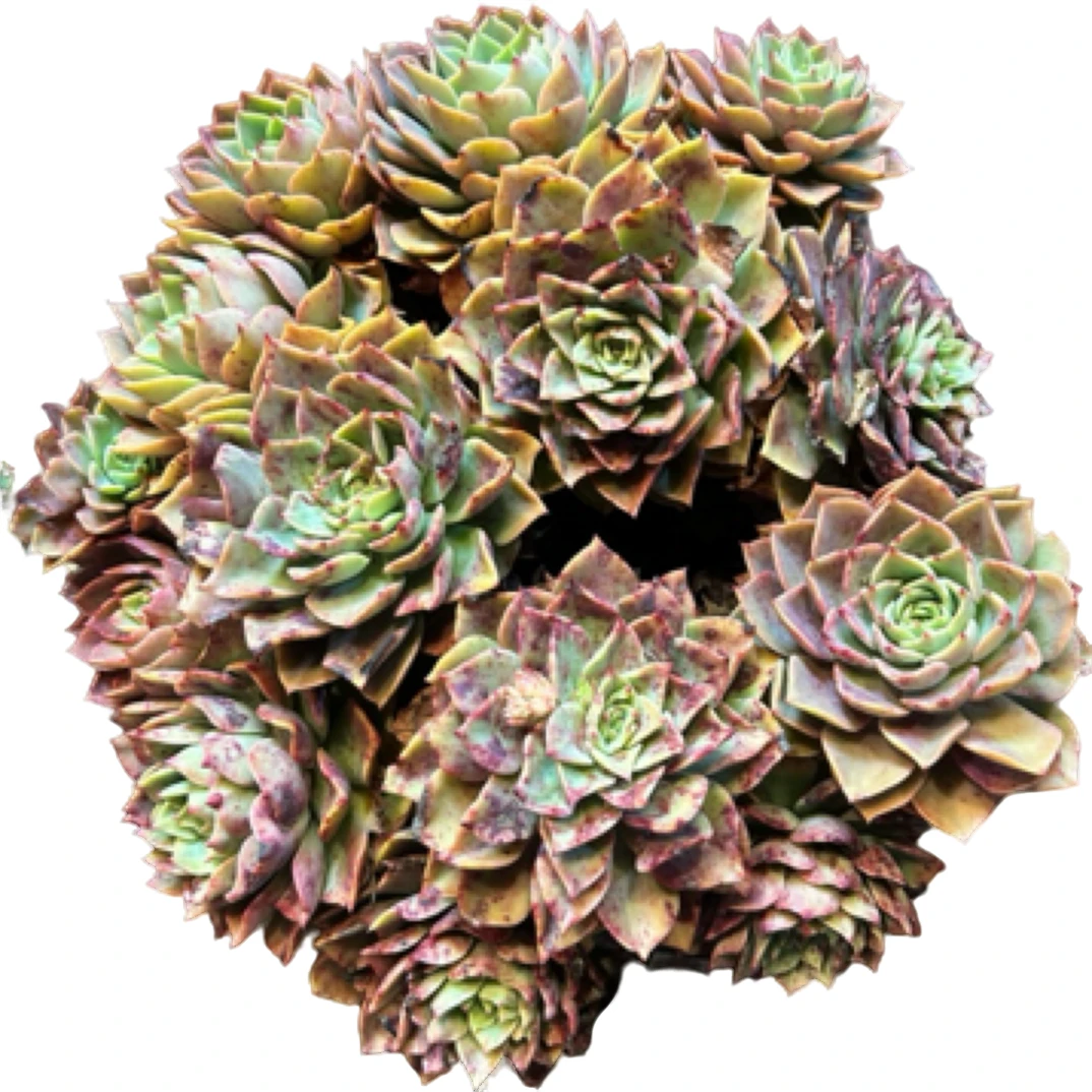 （大贝拉）整装老桩飘枝盆栽盆景多肉