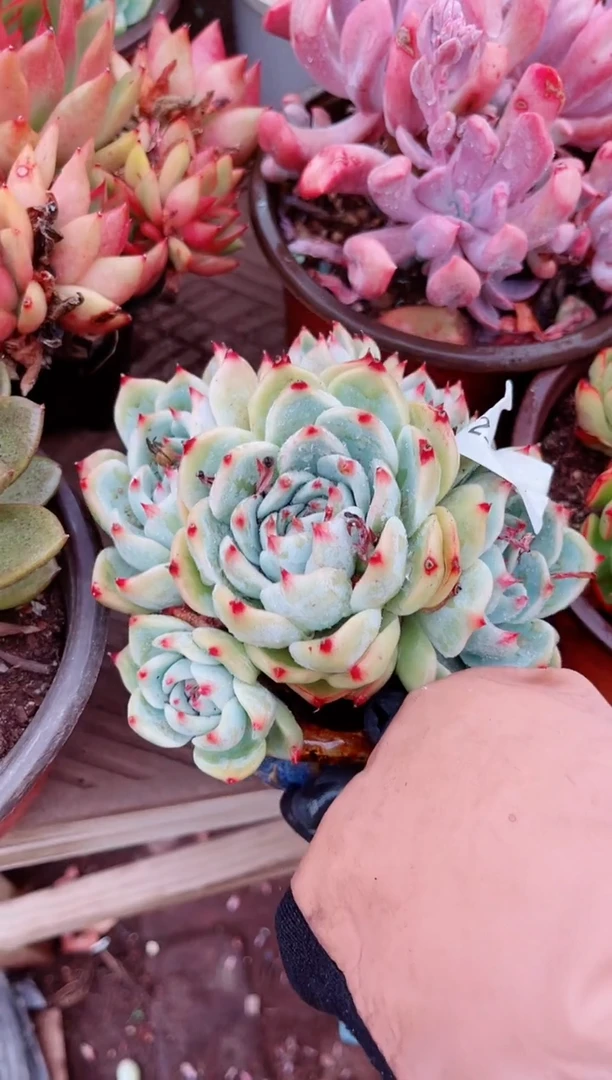 29157多肉植物一物一拍