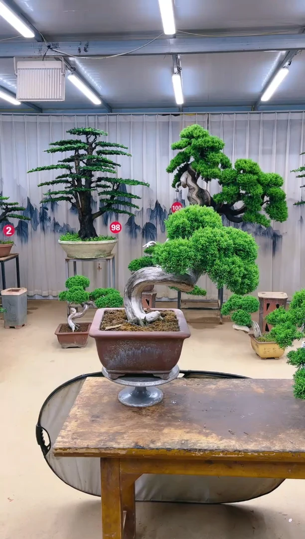 无花朵精品盆景  一物一拍