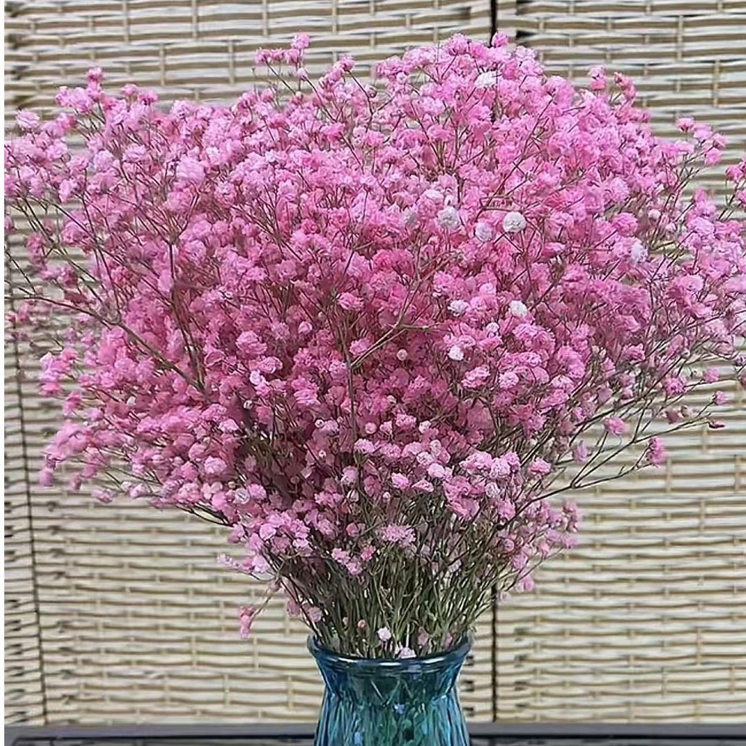 【粉色满天星1把】京东次日达