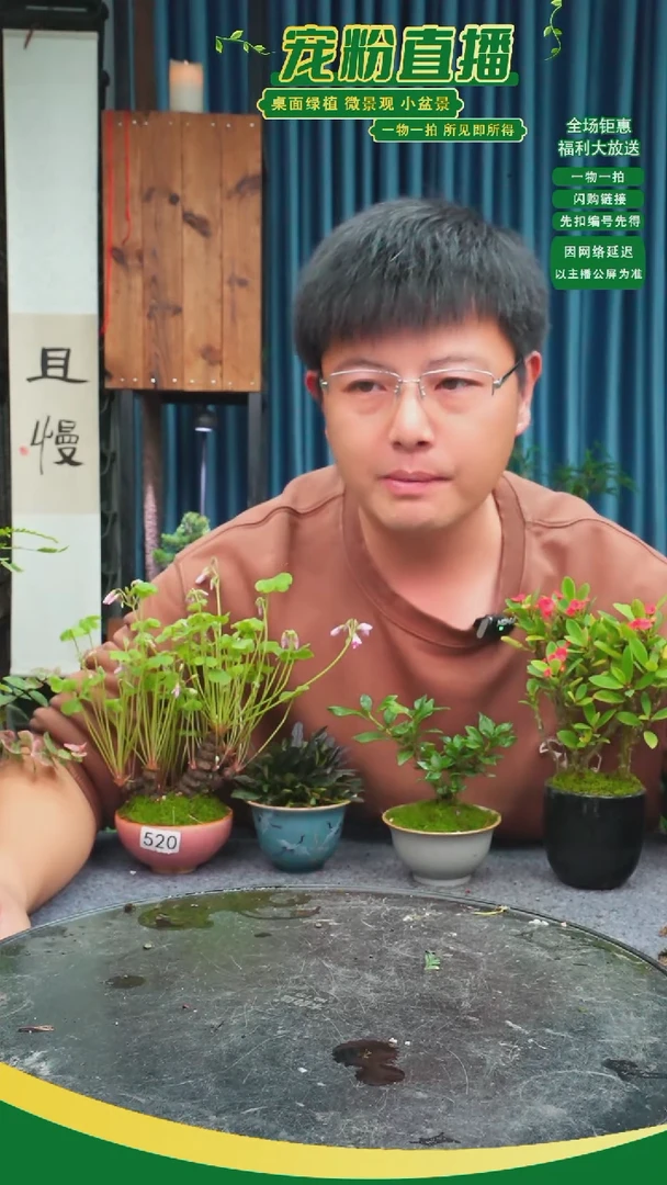无花朵山**寻苔藓微景观50号
