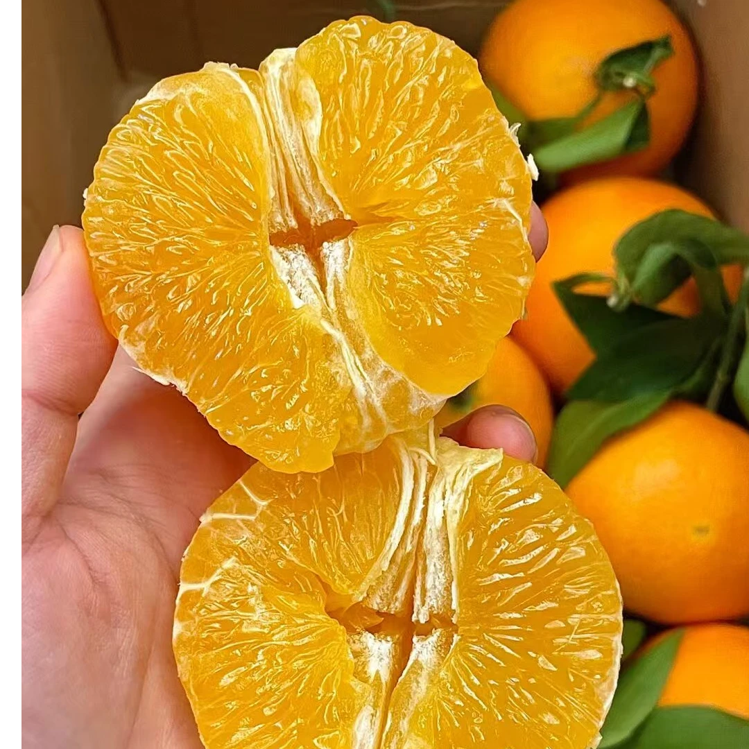 爱媛果冻橙皮薄多汁新鲜采摘现发2