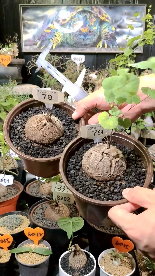 79号1117福利南非龟甲龙买一送一