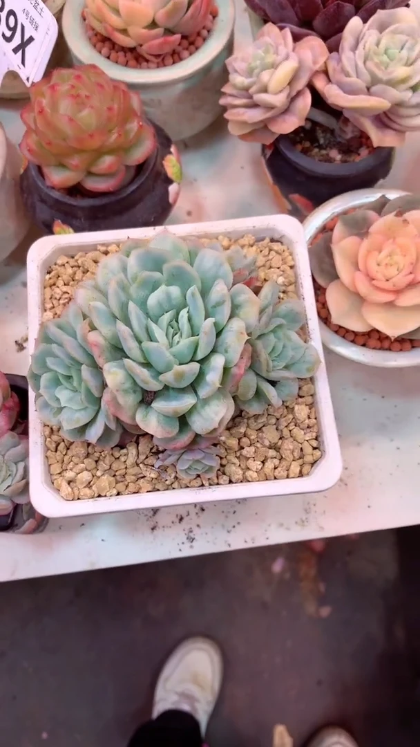 438X（一物一拍，精品多肉，w所见即所得 ）