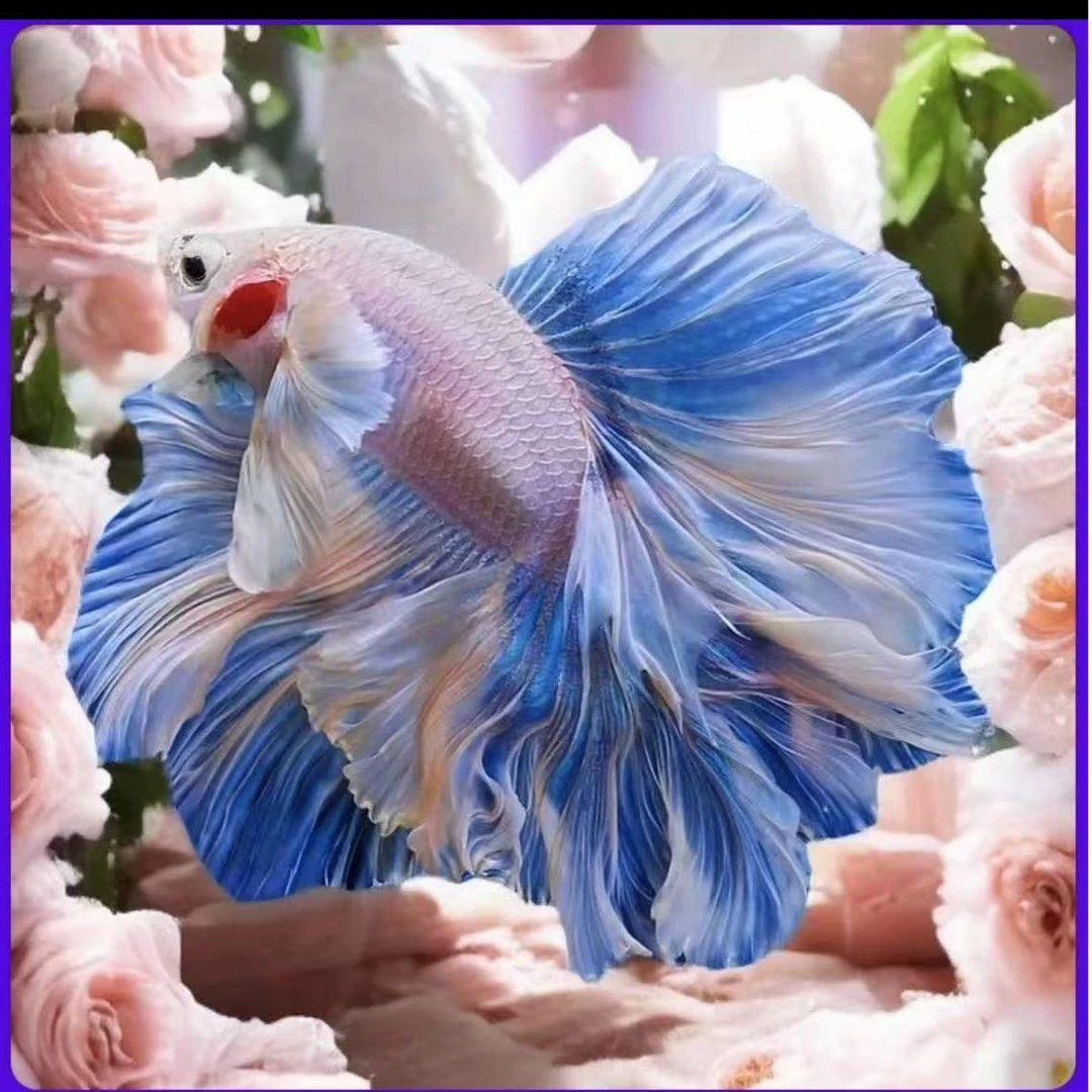 （337-360）仙女纯白婚纱半月热带斗鱼好养耐活宠物（直播间选鱼）