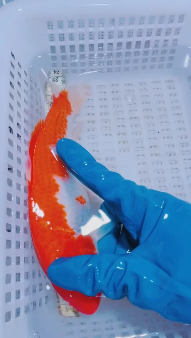 锦鲤血统锦鲤全场包邮156