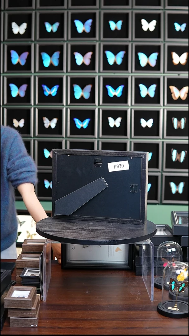 蝴蝶标本摆件竞拍H970