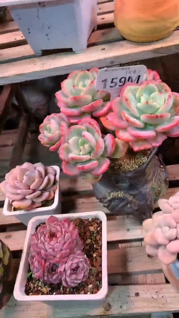 【闪购商品】159MMM