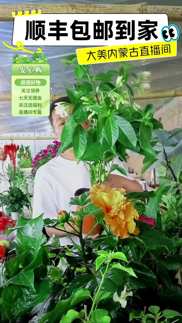 完全开放土培丁香花