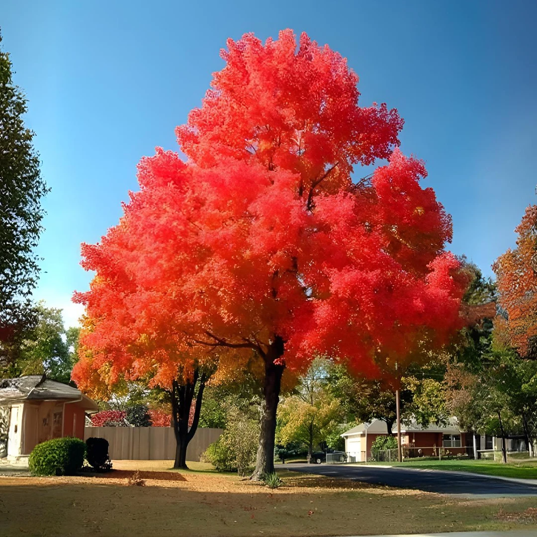 【特惠处理 | 不够运费】红枫树别墅庭院阳台可种植 修剪发货