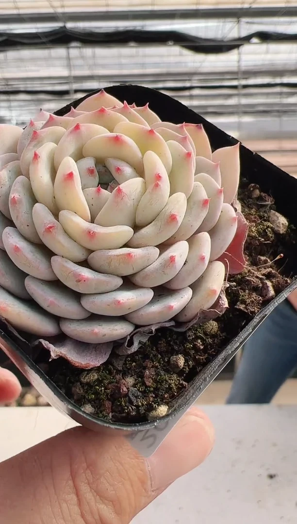 【闪购商品】墨羽A-4