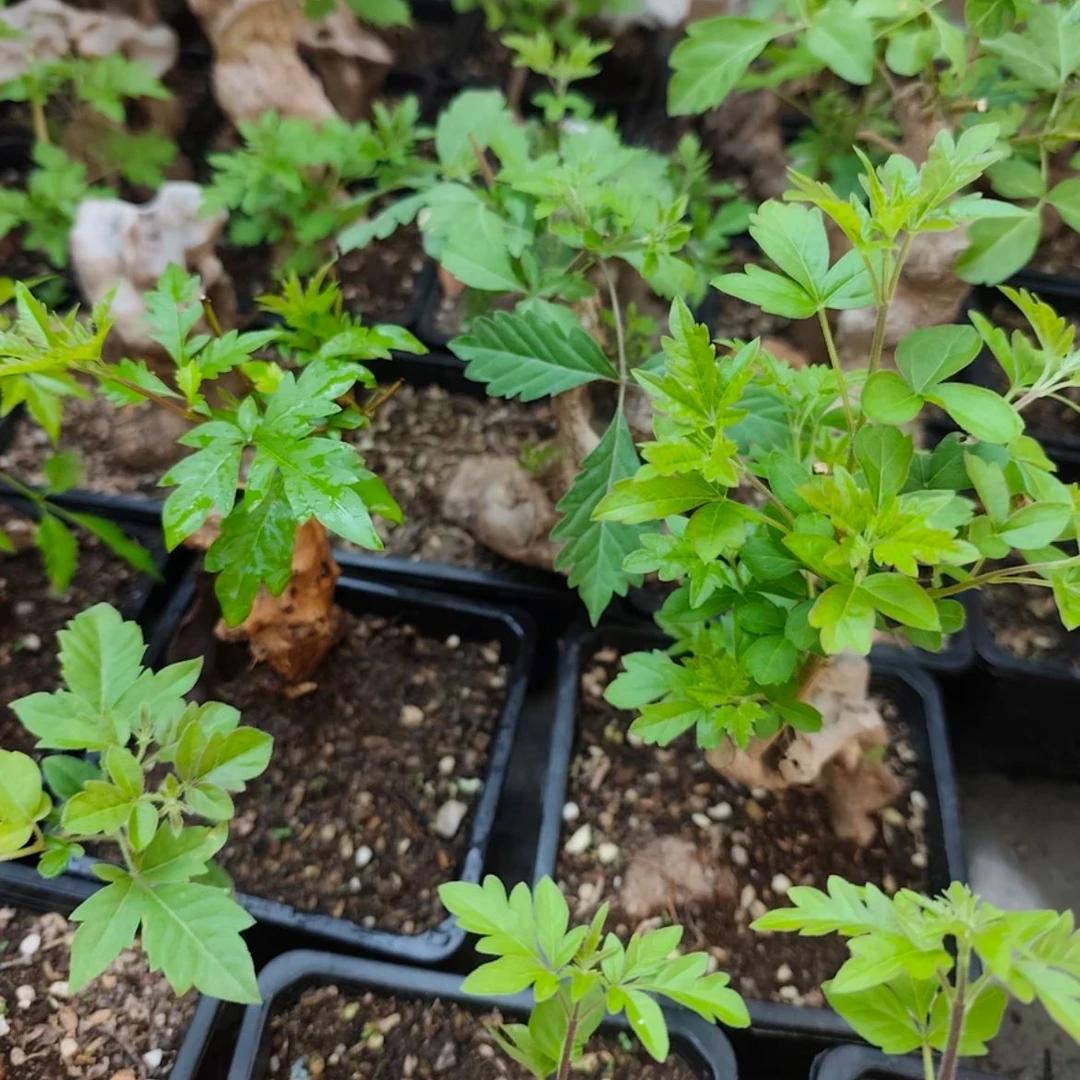 基地原盆黄荆盆景小老桩造型随机发货新手办公室茶台微景观绿植