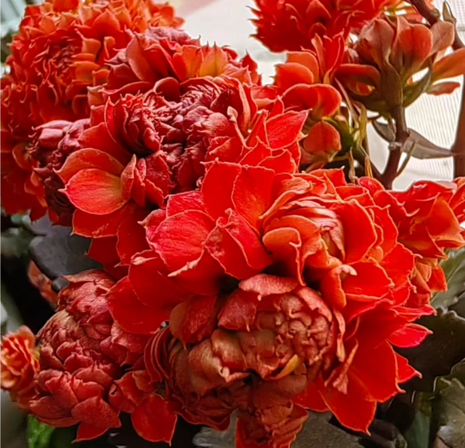 120花木兰长寿花