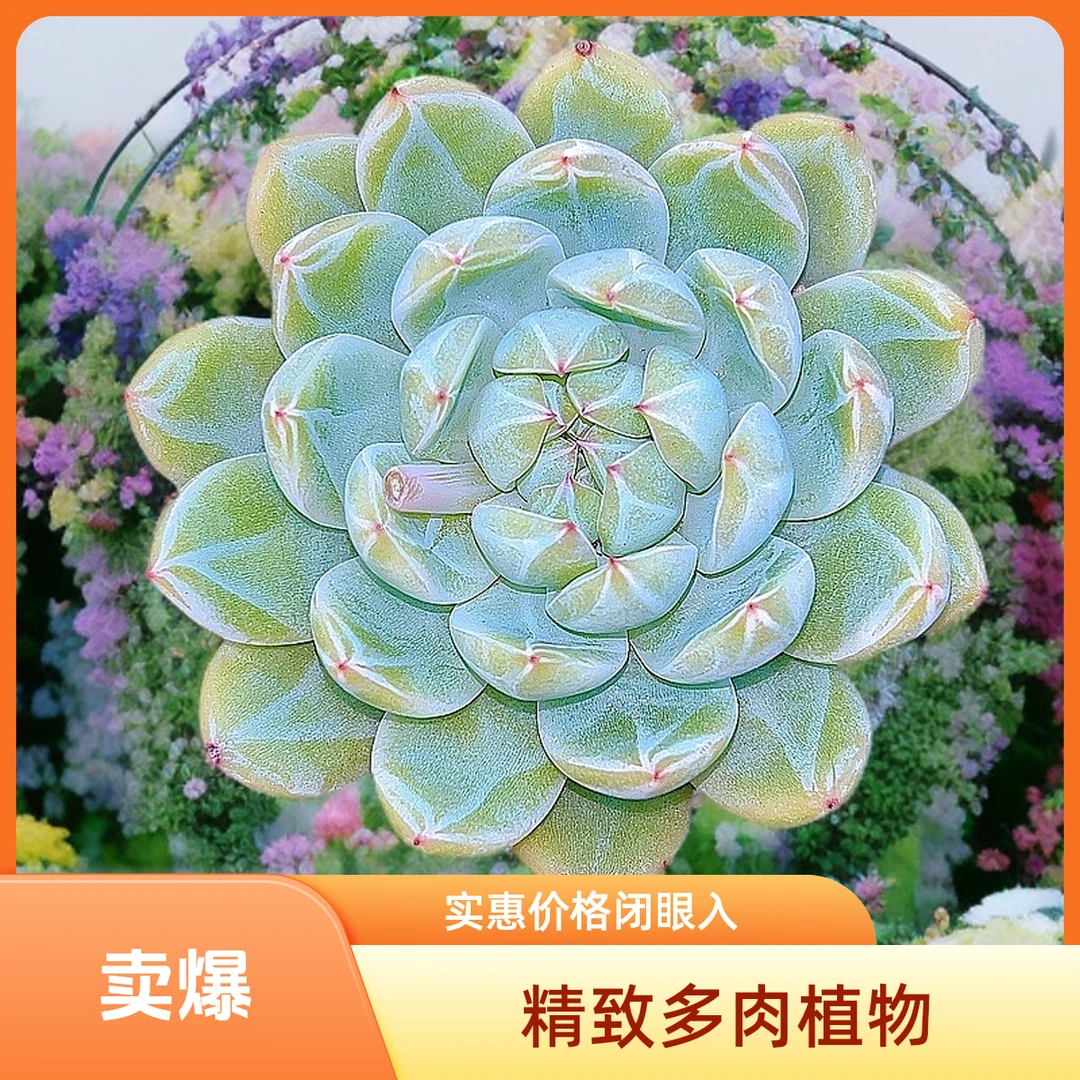 雪花珍妮 光头强多肉植物散光上盆种植固定净化空气耐旱