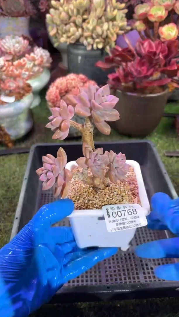 【闪购商品】00768