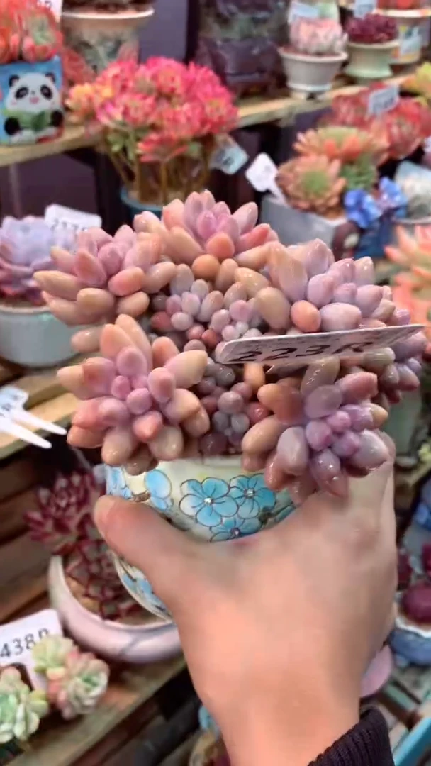 223R（一物一拍，精品多肉，所见即所得 ）