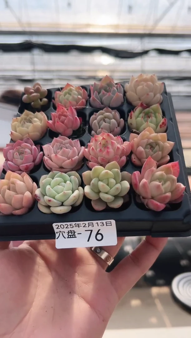 【闪购商品】穴盘-76