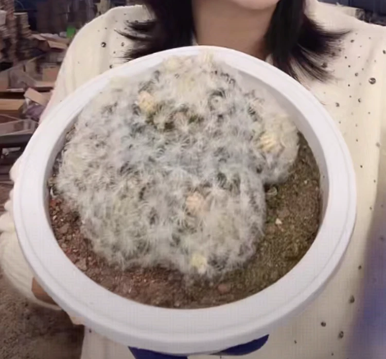 二妹园艺【 1盆 超大号白星  实生根 带花苞】【清货价】带盆土发