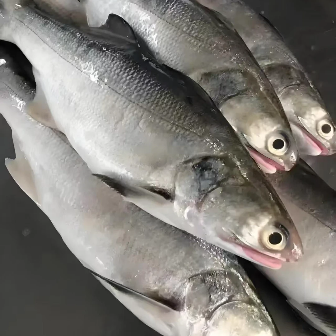 本港新鲜野生马友鱼午鱼午笋海鲜