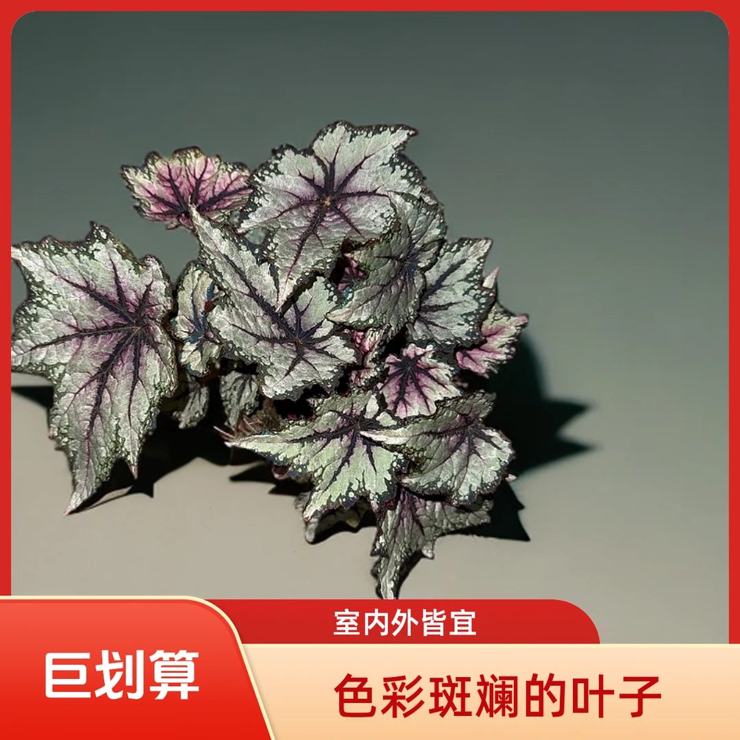 【罗伯特高登】森焱园艺 观叶植物室内观叶赏花秋海棠盆栽易活植物