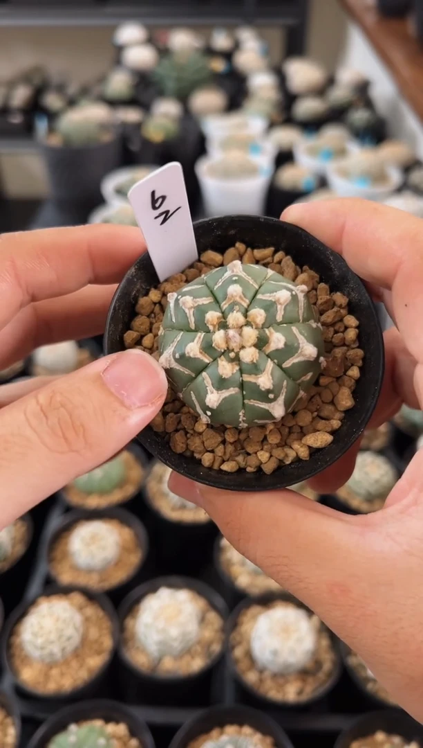 实生根星兜仙人球编码62