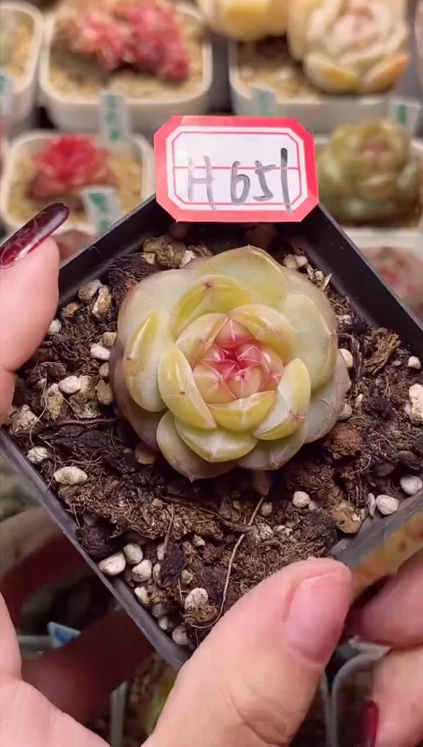 【闪购商品】一物一拍H651寒酥