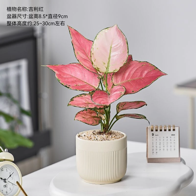 如意吉利红盆栽室内水培植物净化空气四季好养易活适合新手懒人