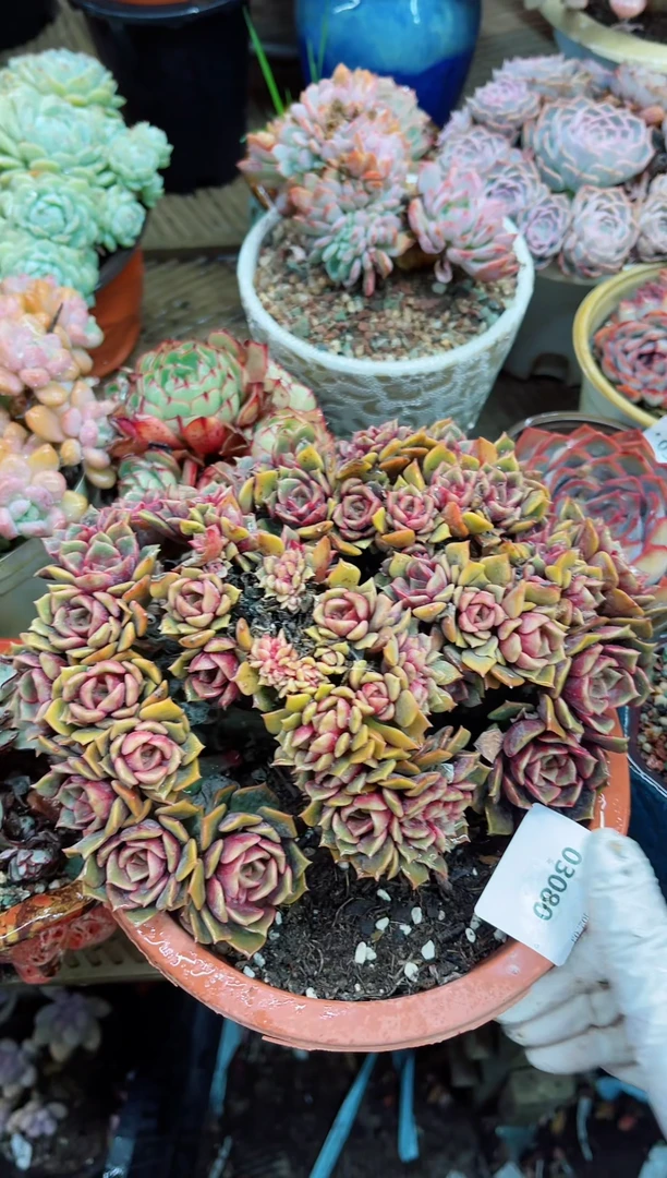 【闪购商品】03080