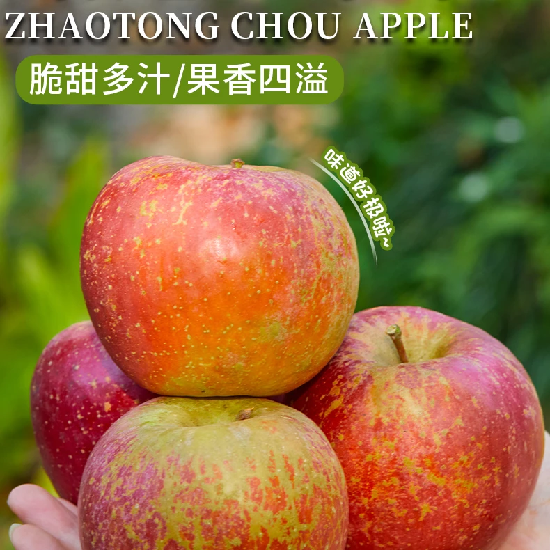 W昭通红富士糖心丑苹果新鲜脆甜多汁，当季现摘树上鲜果，2斤包邮