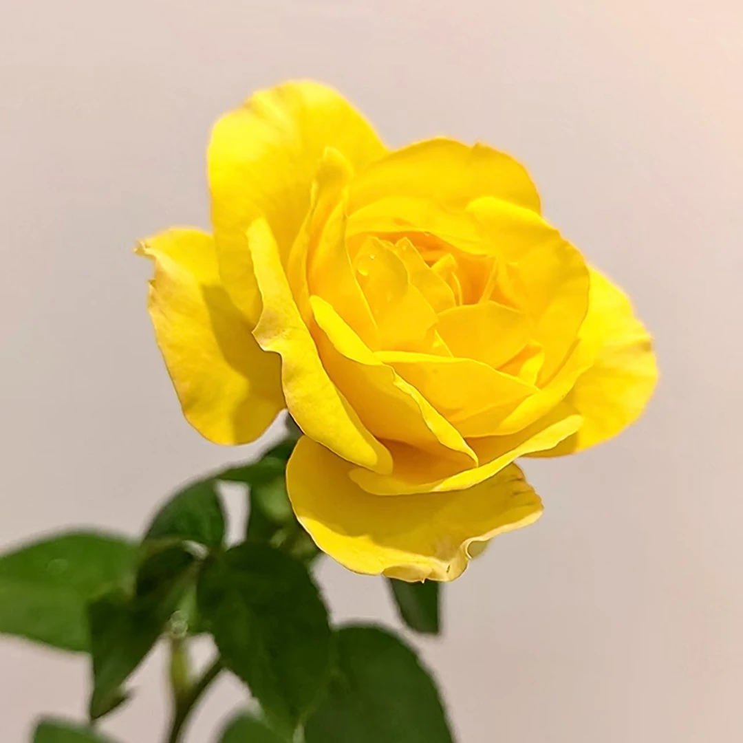 【金凤凰】灌木月季 黄色切花多头丰花阳台庭院种植