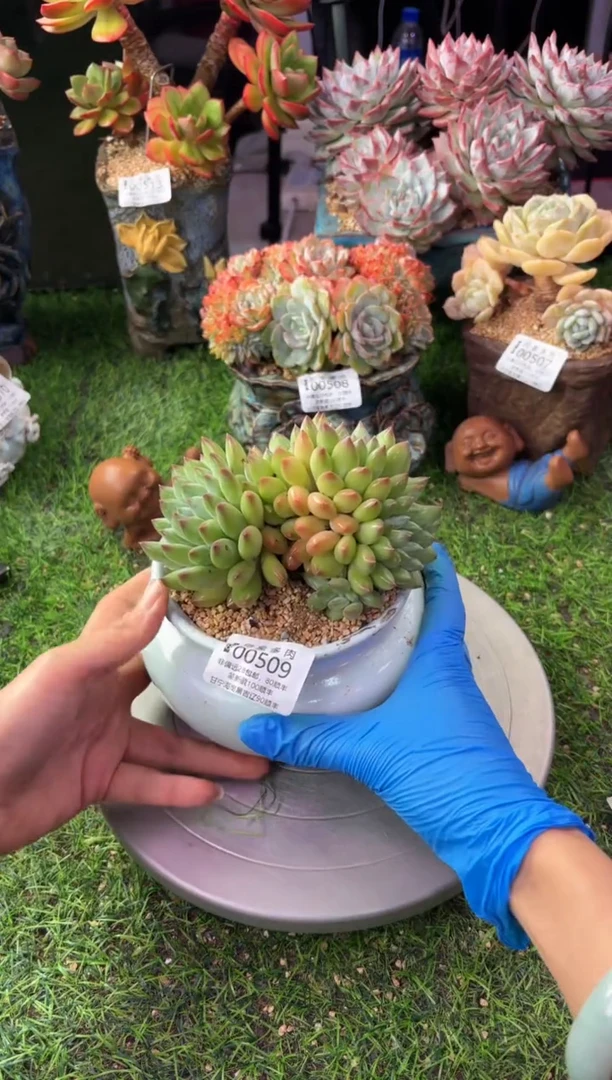 昆明印象多肉00509