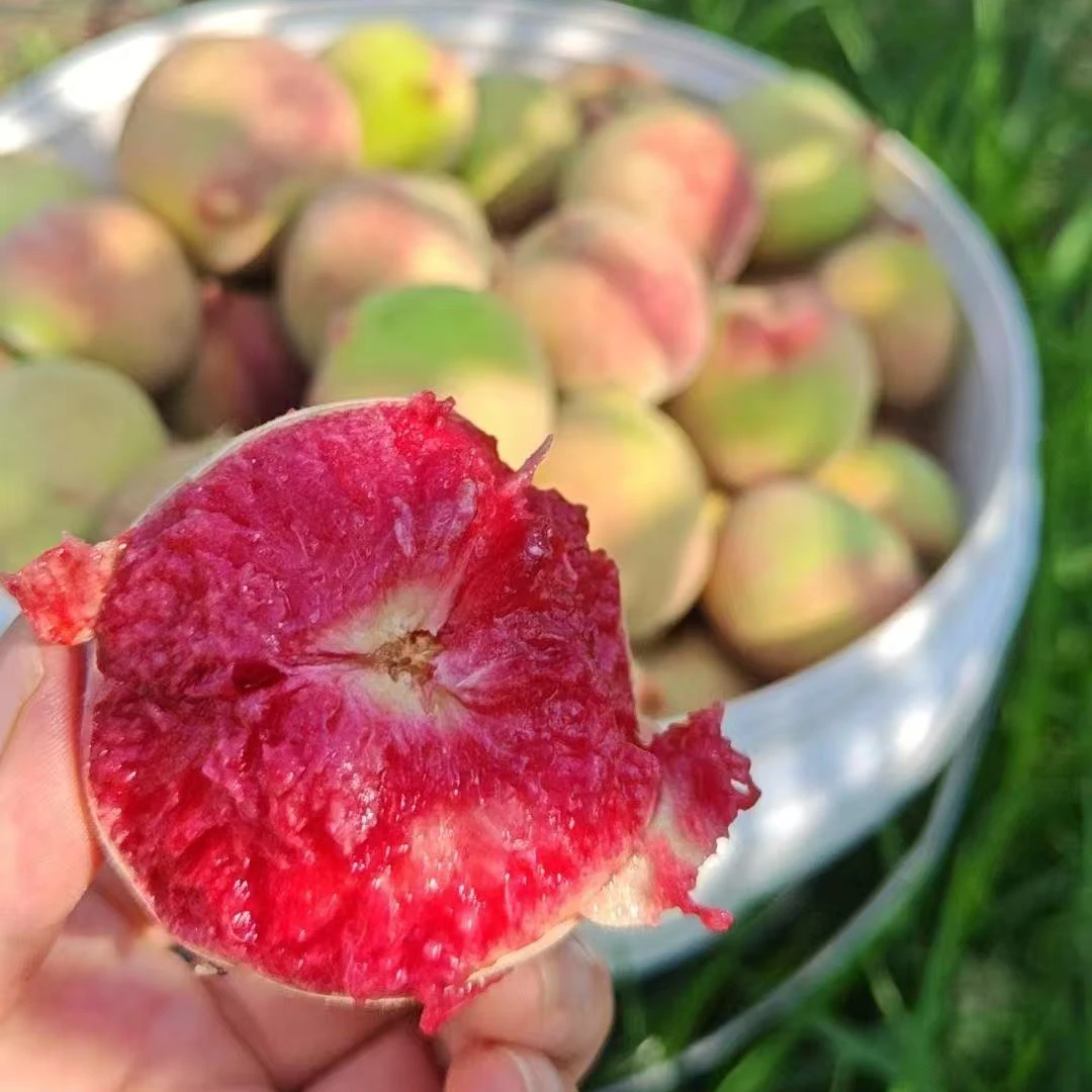 【主播福利品】广水胭脂红血桃 现摘现发 顺丰包邮